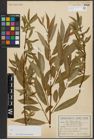 Foto von Salix alba L. x Salix fragilis L.